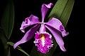 Cattleya maxima ‘La Negra’ Lindl., Gen. Sp. Orchid. Pl. 116 (1833) (43195894741).jpg