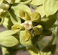 Asclepias erosa 5.jpg