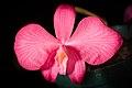 Cattleya wittigiana (Barb.Rodr.) Van den Berg, Neodiversity 3 12 (2008) (40011443525).jpg