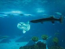 Oceanarium (3577167356).jpg