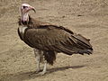Vulture in Tanzania 3118 cropped Nevit.jpg