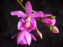 Pseudolaelia corcovadensis.jpg