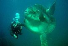 Bump head sunfish.jpg