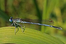White-legged damselfly (Platycnemis pennipes) male.jpg