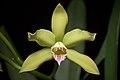 Cattleya xanthina (Espírito Santo, Brasil) (Lindl.) Van den Berg, Neodiversity 3- 12 (2008) (35756189832).jpg