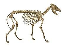 Photograph of a wolf skeleton