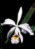 Cattleya eldorado Orchi 002.jpg