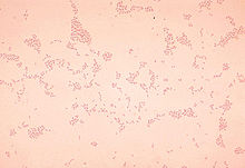 Actinobacillus suis.jpg