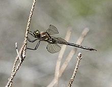 Hine's Emerald Dragonfly (41092633930).jpg