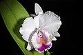 Cattleya quadricolor (38149175695).jpg