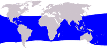 Balaenoptera brydei range.png