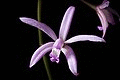 Cattleya munchowiana (F.E.L.Miranda) Van den Berg, Neodiversity 3 10 (2008) (42346340371).jpg