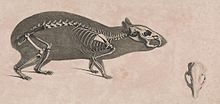Die vergleichende Osteologie (1821) Cavia aperea.jpg