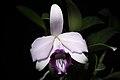 Cattleya bicalhoi fma. coerulea ‘Chojamaru’ Van den Berg, Neodiversity 3- 4 (2008) (26737176929).jpg