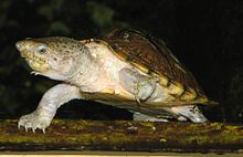 RazorBackMuskTurtle.jpg