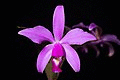 Cattleya violacea (Kunth) Lindl., Gard. Chron. 1842 472 (1842) (29029280518).jpg