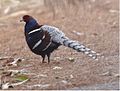 Hume’sPheasant.jpg