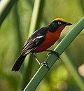 Papyrus Gonolek (Laniarius mufumbiri) - Kibale National Park, Uganda.jpg