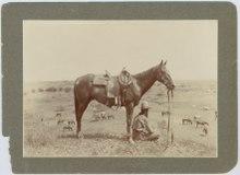 07350u The horse wrangler.tif