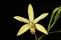 Cattleya blumenscheinii (Pabst) Van den Berg, Neodiversity 3- 4 (2008). (39333106224).jpg