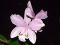 Cattleya loddigesii 2013-03-22 6361.jpg