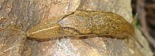 Parmacella valenciennii.jpg