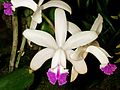 Cattleya intermedia Orchi 039.jpg