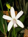 Cattleya pabstii Orchi 027.jpg