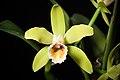 Cattleya luteola ‘No2' Lindl., Gard. Chron. 1853 774 (1853) (41995788111).jpg
