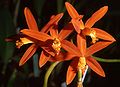 Cattleya angereri Orchi 003.jpg