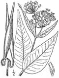 BB-3386 Asclepias rubra.png