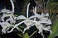 Cattleya crispa Lindley.jpg