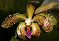 Cattleya schofieldiana Orchi 027.jpg