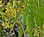 Ashoka (Polyalthia longifolia) flowers W IMG 7050.jpg