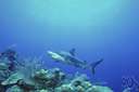 blacktip shark - widely distributed shallow-water shark with fins seemingly dipped in ink