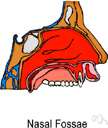 sinus - an abnormal passage leading from a suppurating cavity to the body surface