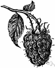 genus Rubus - large genus of brambles bearing berries