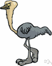 Emu novaehollandiae - large Australian flightless bird similar to the ostrich but smaller