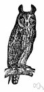 Asio otus - slender European owl of coniferous forests with long ear tufts