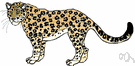 Panthera pardus - large feline of African and Asian forests usually having a tawny coat with black spots
