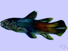 coelacanth - fish thought to have been extinct since the Cretaceous period but found in 1938 off the coast of Africa