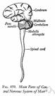 brainstem - the part of the brain continuous with the spinal cord and comprising the medulla oblongata and pons and midbrain and parts of the hypothalamus