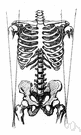 skeletal structure - any structure created by the skeleton of an organism