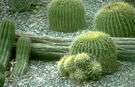 barrel cactus - a cactus of the genus Ferocactus: unbranched barrel-shaped cactus having deep ribs with numerous spines and usually large funnel-shaped flowers followed by dry fruits