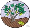 bilimbi - East Indian evergreen tree bearing very acid fruit