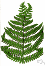 Deparia - classification used for 5 species of terrestrial ferns usually placed in other genera