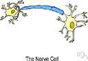 antidromic - conducting nerve impulses in a direction opposite to normal
