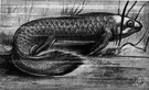 Australian lungfish - an endangered species of lungfish found in rivers in Queensland