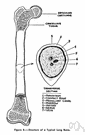 os longum - in limbs of vertebrate animals: a long cylindrical bone that contains marrow