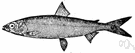 cisco - cold-water fish caught in Lake Superior and northward